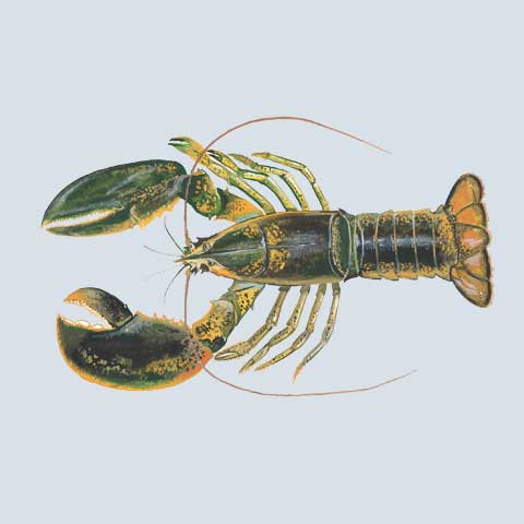 Lobster