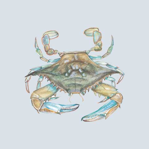 Blue Crab