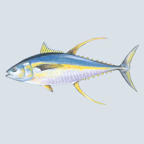 Yellowfin Tuna