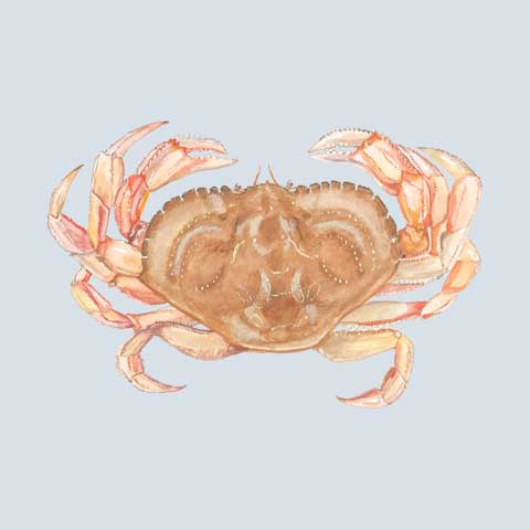 Dungeness Crab