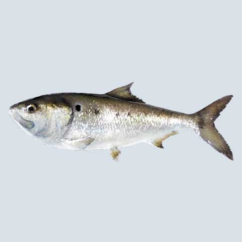 Menhaden