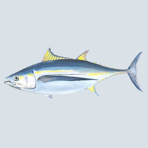 Albacore Tuna