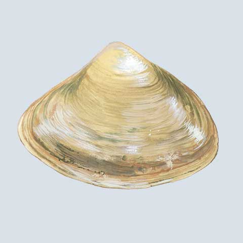 Clams