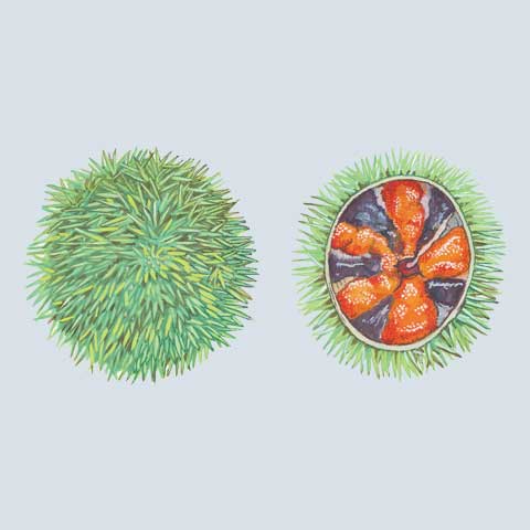 Urchins