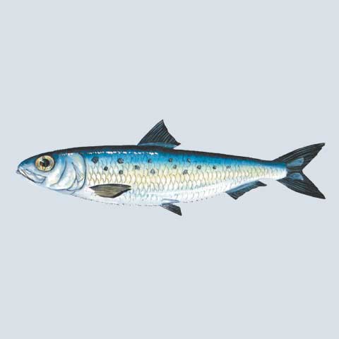 Sardines