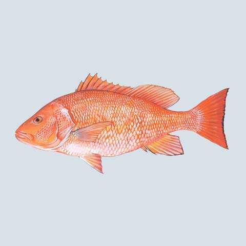 Snapper