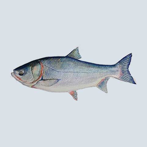 Asian Carp