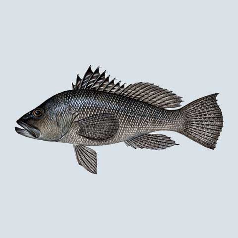 Black Sea Bass