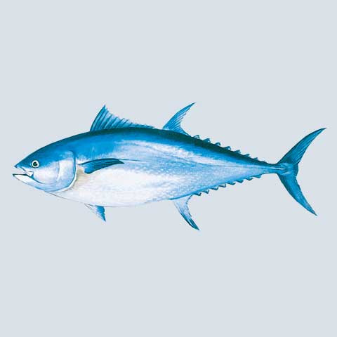 Bluefin Tuna