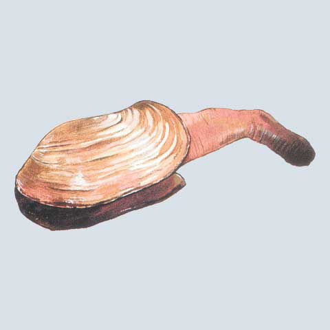 Geoduck